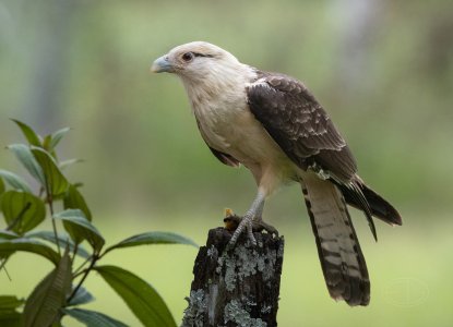 R7_D9647 Yellow-headed Caracara - final.jpg