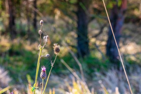 Beauties of autumn nature.jpg