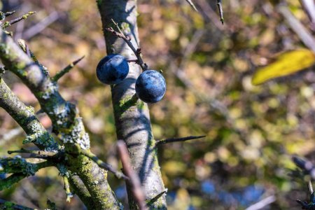 Beauties of autumn nature_4.jpg