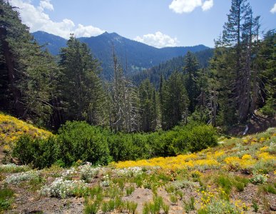 1411 Hurricane Ridge, WA.jpg