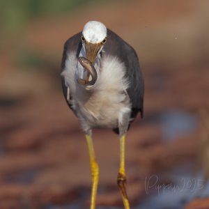 20250418_Birds_FoggDam_Pippan_14-1.jpg