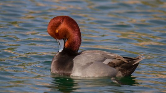 5098 Boulder City, NV-M Redhead Duck.jpg