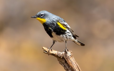 0725 Ash Canyon, AZ-Yellow-rumped Warbler.jpg