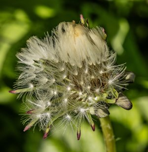 1I5A6261-Enhanced-NR.jpg