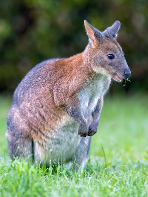 R5m2 R5M24018 Crop 1600.jpg