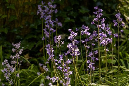 Warriston02May25_9272.jpg
