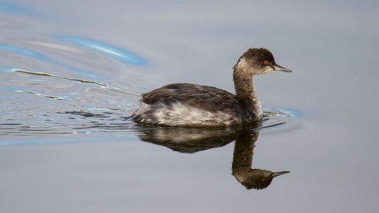 4948 Henderson, NV-Horned Grebe.jpg