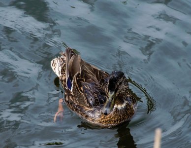 DSC_5090.jpg