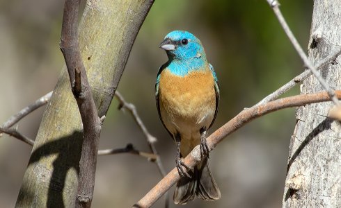 1058 Ash Canyon, AZ-Lazuli Bunting (M).jpg