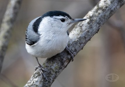 R7_E3161 Nuthatch.jpg