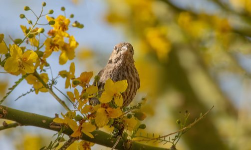0996 Sierra Vista AZ-House Finch (F).jpg