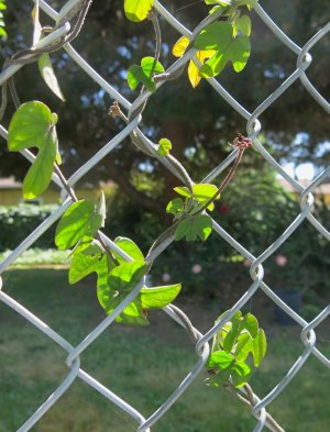 spiralvine5.6.25.jpg