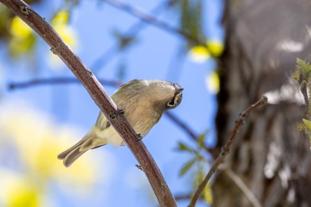 CassinsVireo-250505.jpg