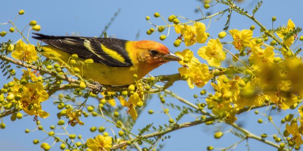 1003 Sierra Vista AZ-Western Tanager (M).jpg