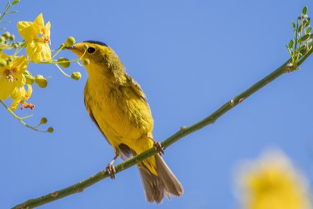 1009 Sierra Vista AZ-Wilson's Warbler (M).jpg