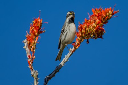 0943 Ash Canyon, AZ-Black-throated Gray Warbler (M).jpg