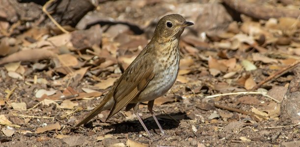 1071 Ash Canyon, AZ-Hermit Thrush.jpg