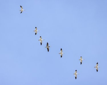 Snow Geese-231214.jpg