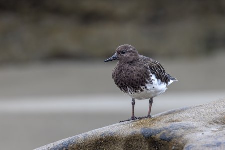 Black Turnstone-221004.jpg