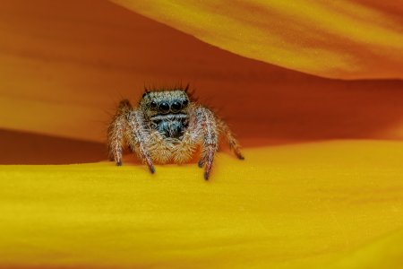Spider-220809-2.jpg