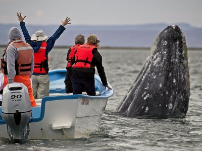 Whale 2.jpg