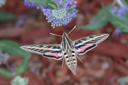 White-lined Sphinx Moth-42-Enhanced-NR.jpg
