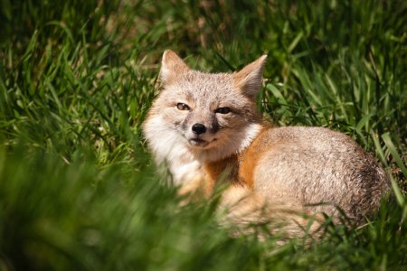Red_Fox_18x12.jpeg