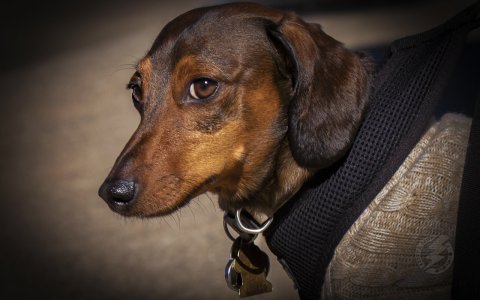 weenie dog 096A0475.jpg