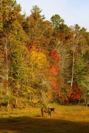 3896 Route 294, NC.jpg