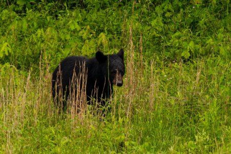 Cades Cove bear 3368-18 resized.jpg