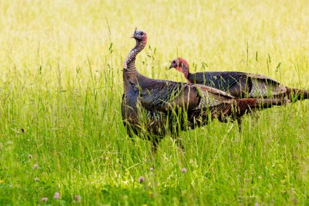 Cades Cove Turkeys 3309-4 resized.jpg