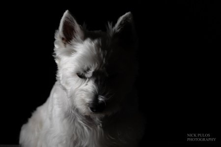 TobyApolloStripPULOS_20250519_0010.jpeg