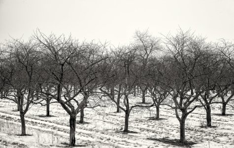 Apple Grove copy.jpg
