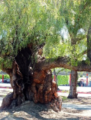Tree23.JPG