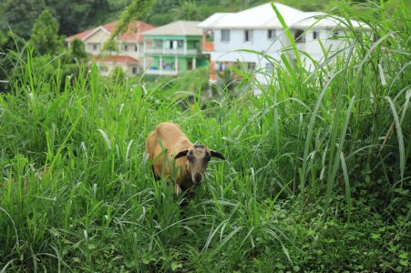 IMG_0808 (Large).JPG