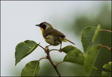 Common Yellowthroat Warbler II.jpg