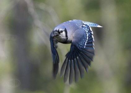 R7_E5477 Blue Jay-Edit.jpg