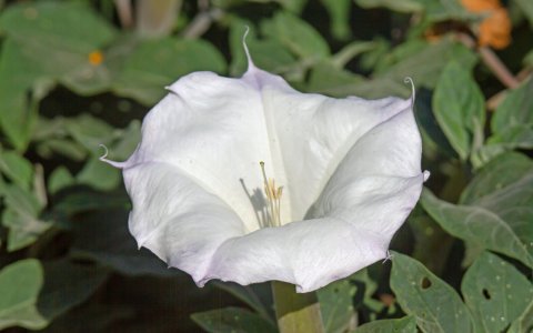 1035 Miller's Canyon, AZ-Sacred Datura.jpg