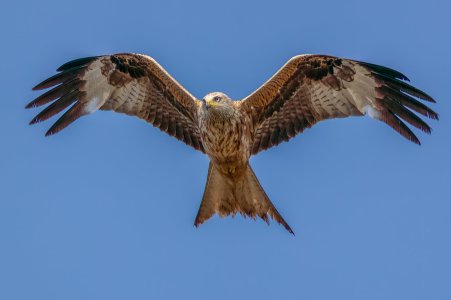 CC5I6485-Edit.JPG