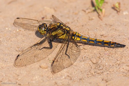 20250613-07-08-02  IMG_6075.jpg