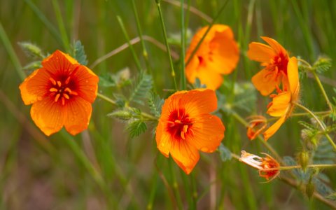 0975 Carr Canyon, AZ.jpg