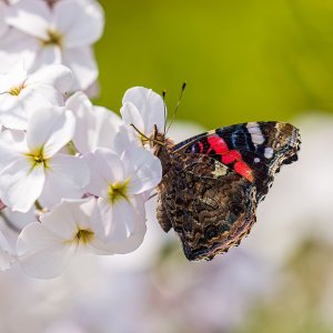 Carlops20Jun25_1646.jpg