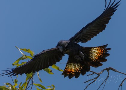 20250618_DarwinBirdTour_Pippan_323-1.jpg