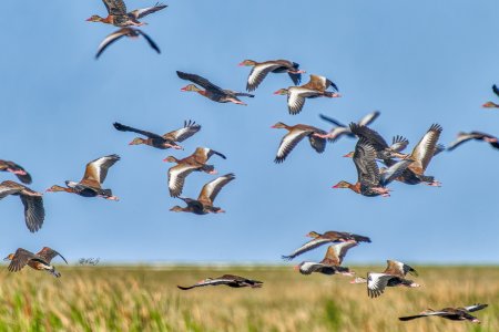 S20230209 Black Belied Whistling Ducks (1 of 1).jpg
