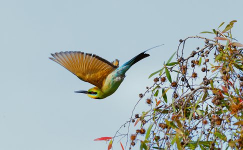 20250624_Birds_McMinnsLagoon_Pippan_18-1.jpg