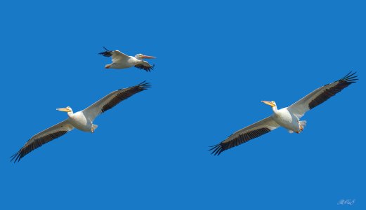 C20140128 White Pelicans_.jpg