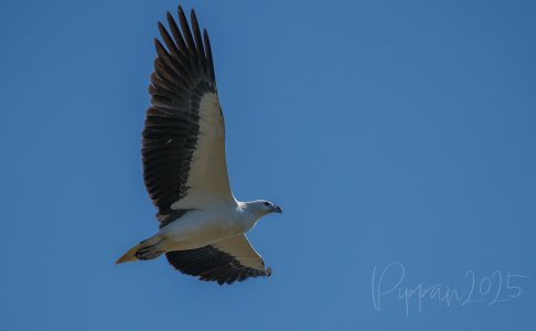 20250618_DarwinBirdTour_Pippan_63-1.jpg
