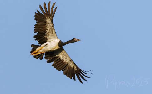 20250613_Birds_FoggDam_Pippan_15-1.jpg