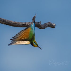 20250610_DarwinBirdTour_Pippan_43-1.jpg