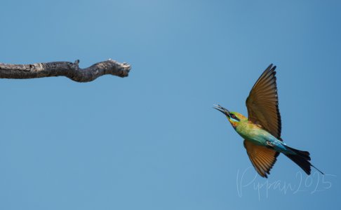 20250610_DarwinBirdTour_Pippan_58-1.jpg
